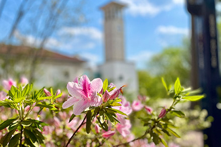 Close-up of azaleas on the Emory campus