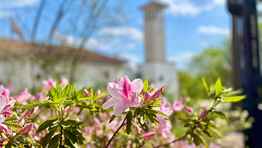 A photo of spring flowers on the Emory campus